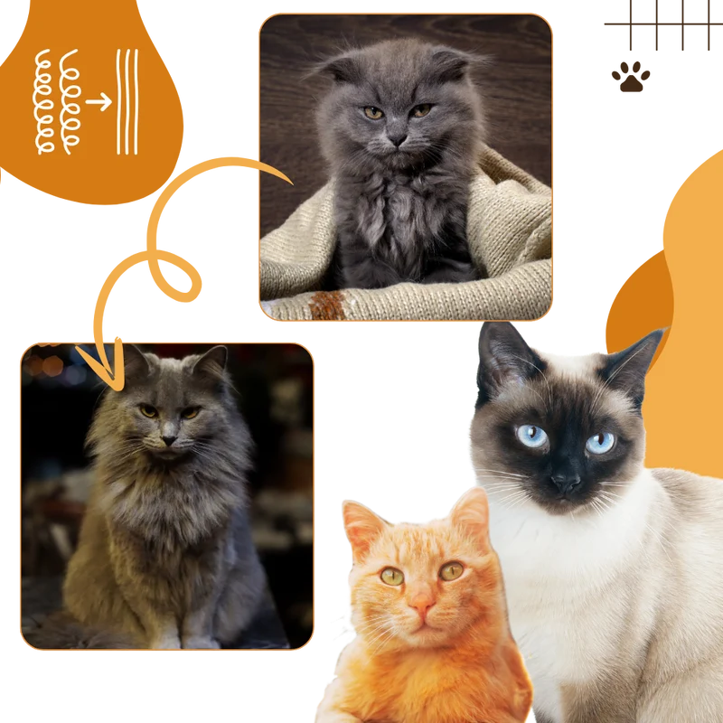 Multifunktionale Katzenbürste