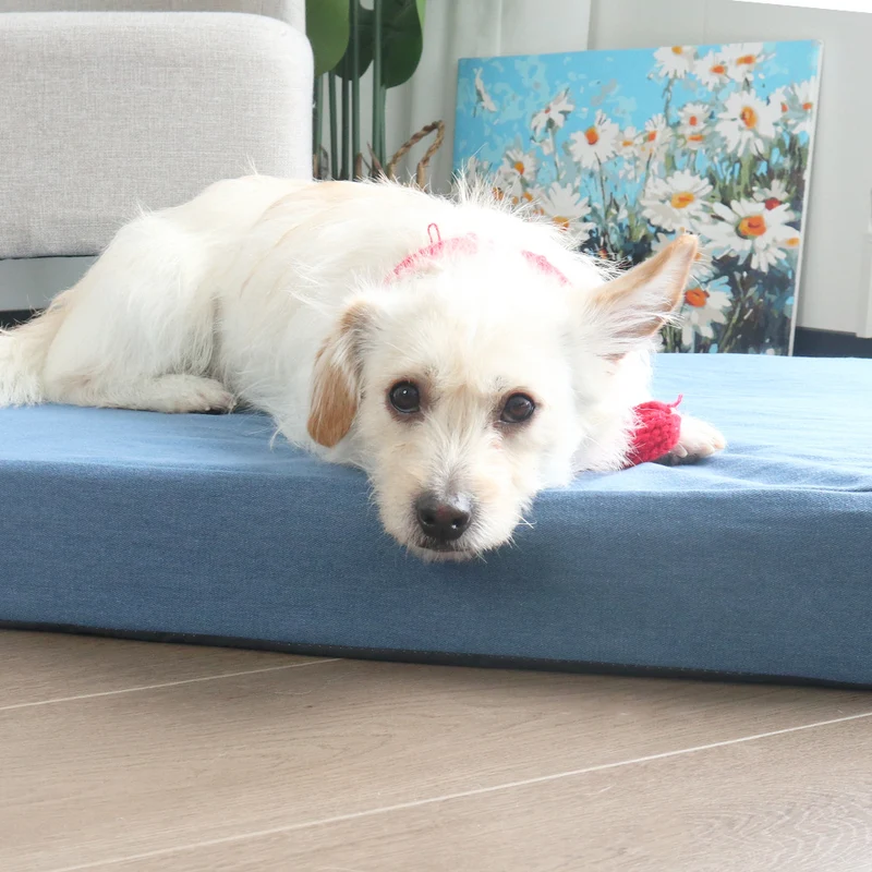 Erhöhtes orthopädisches Hundebett