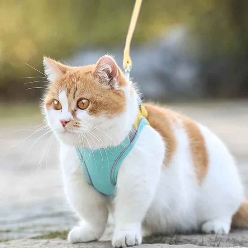 Geschirr- und Leinen-Set für Katzen | Skanto